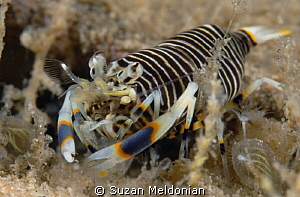 Plump little bumblebee shrimp.. having fun with the 10x now. by Suzan Meldonian 
